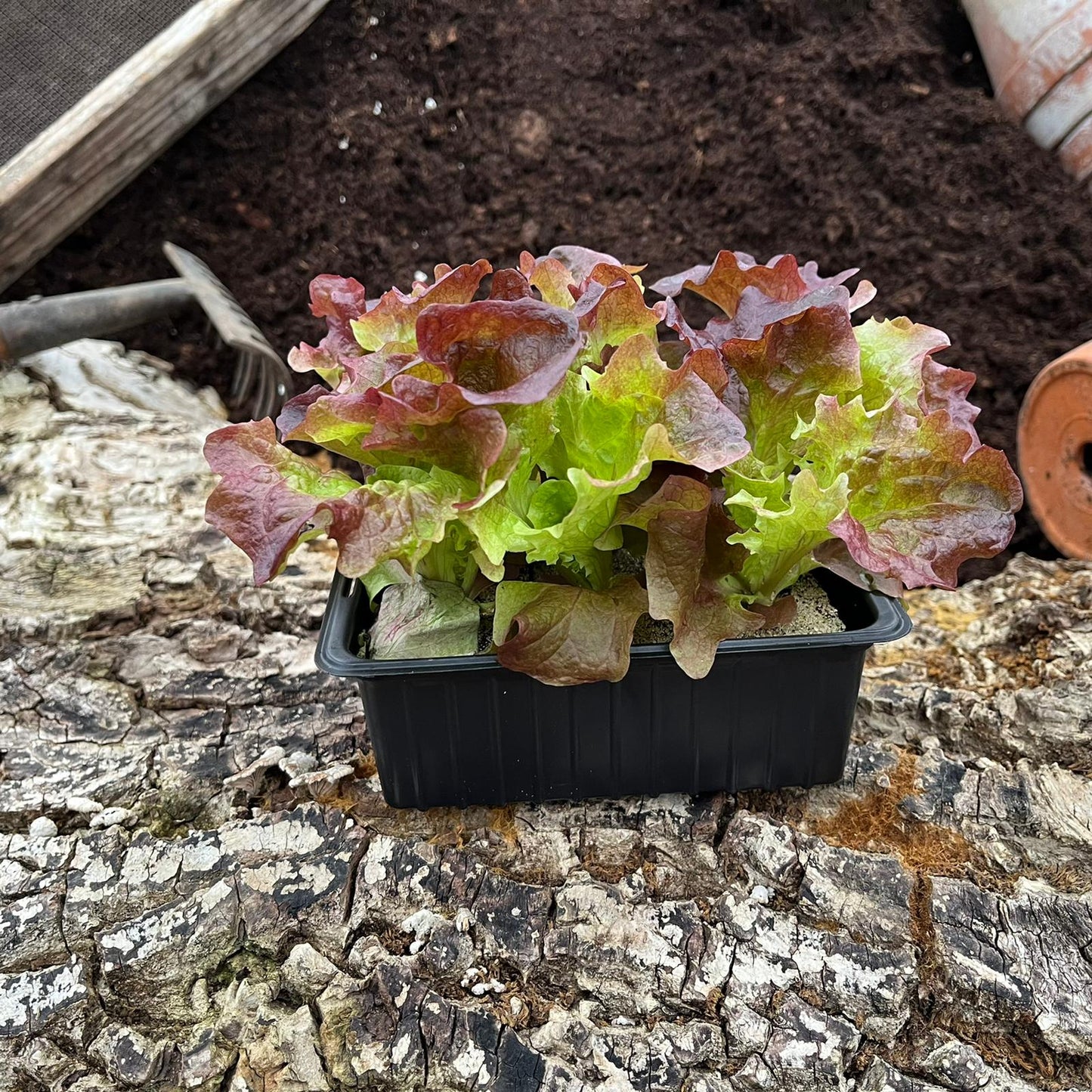 Lollo Rosso (Pflücksalat), 6er Schale - Salatpflanzen