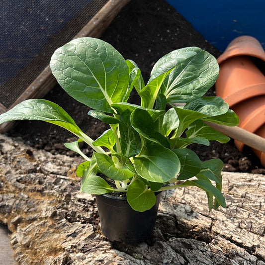 Asia-Salate grün - Brassica juncea