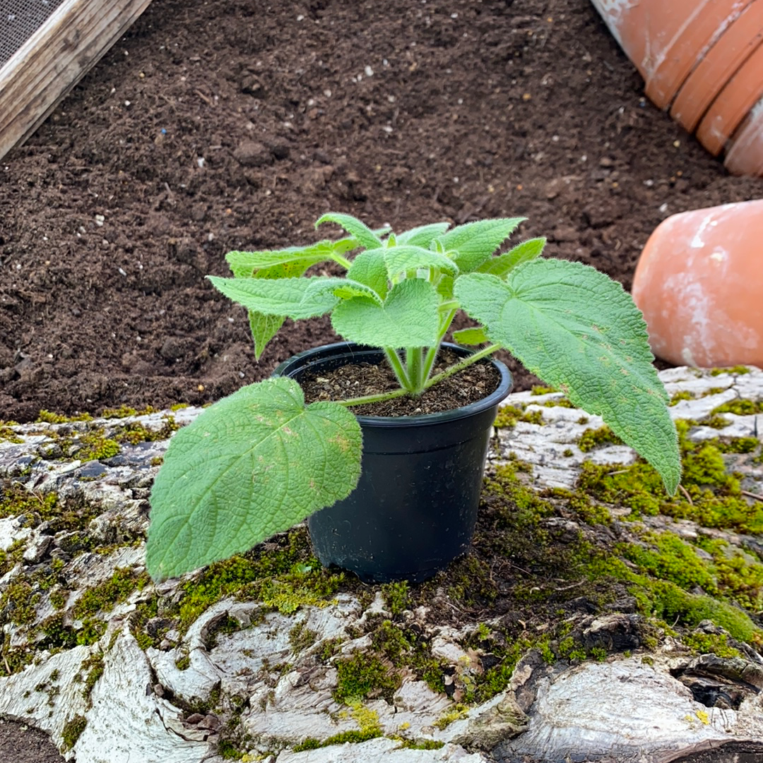 Fruchtsalbei - Salvia dorisiana