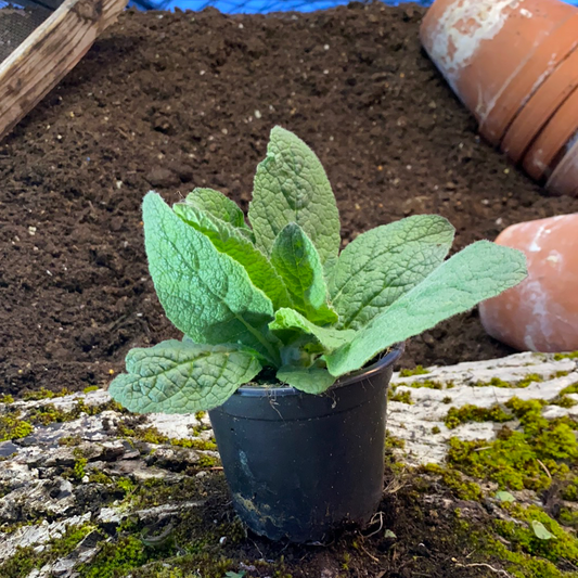 Königskerze - Verbascum thapsus