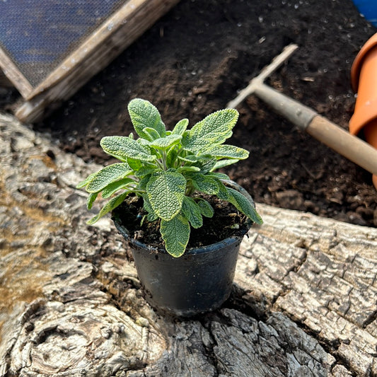 Goldsalbei - Salvia officinalis 'Aurea'