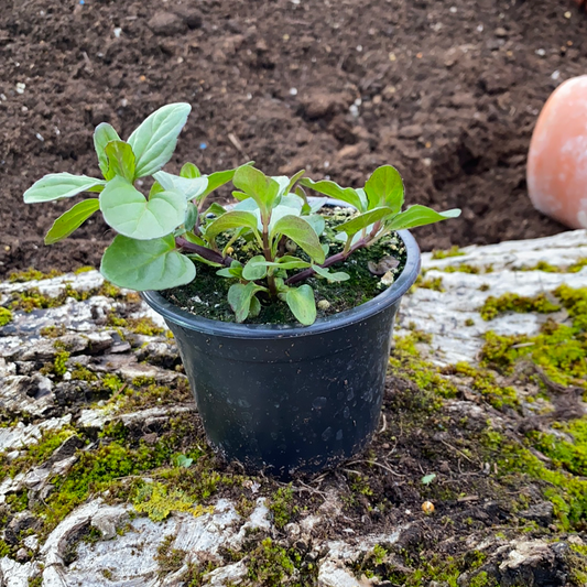 Bergamottminze - Mentha piperita 'Bergamotte'