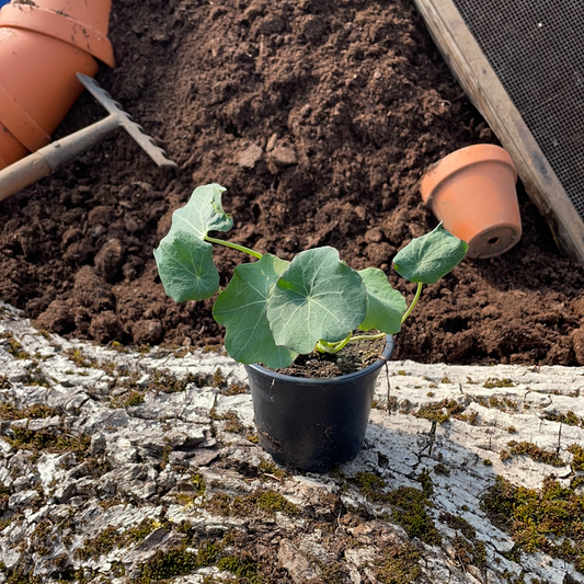 Kapuzinerkresse - Tropaeolum majus