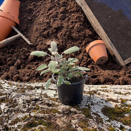 Salbei buntblättrig - Salvia officinalis 'Tricolor'