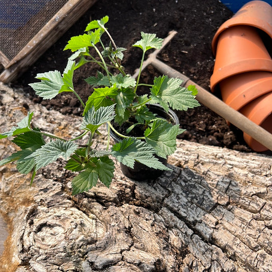 Hopfen - Humulus lupulus