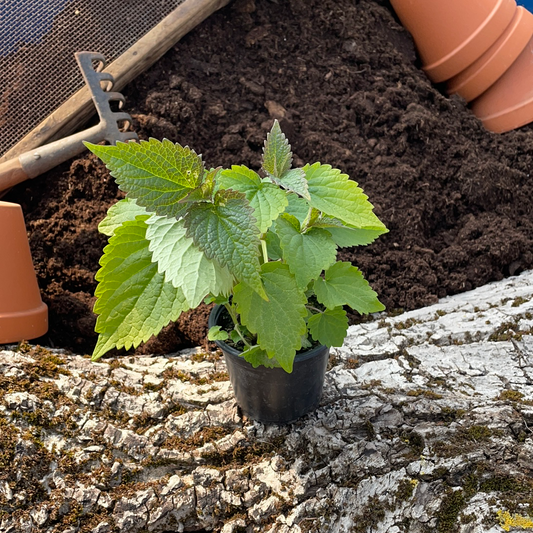 Anisysop - Agastache anisata