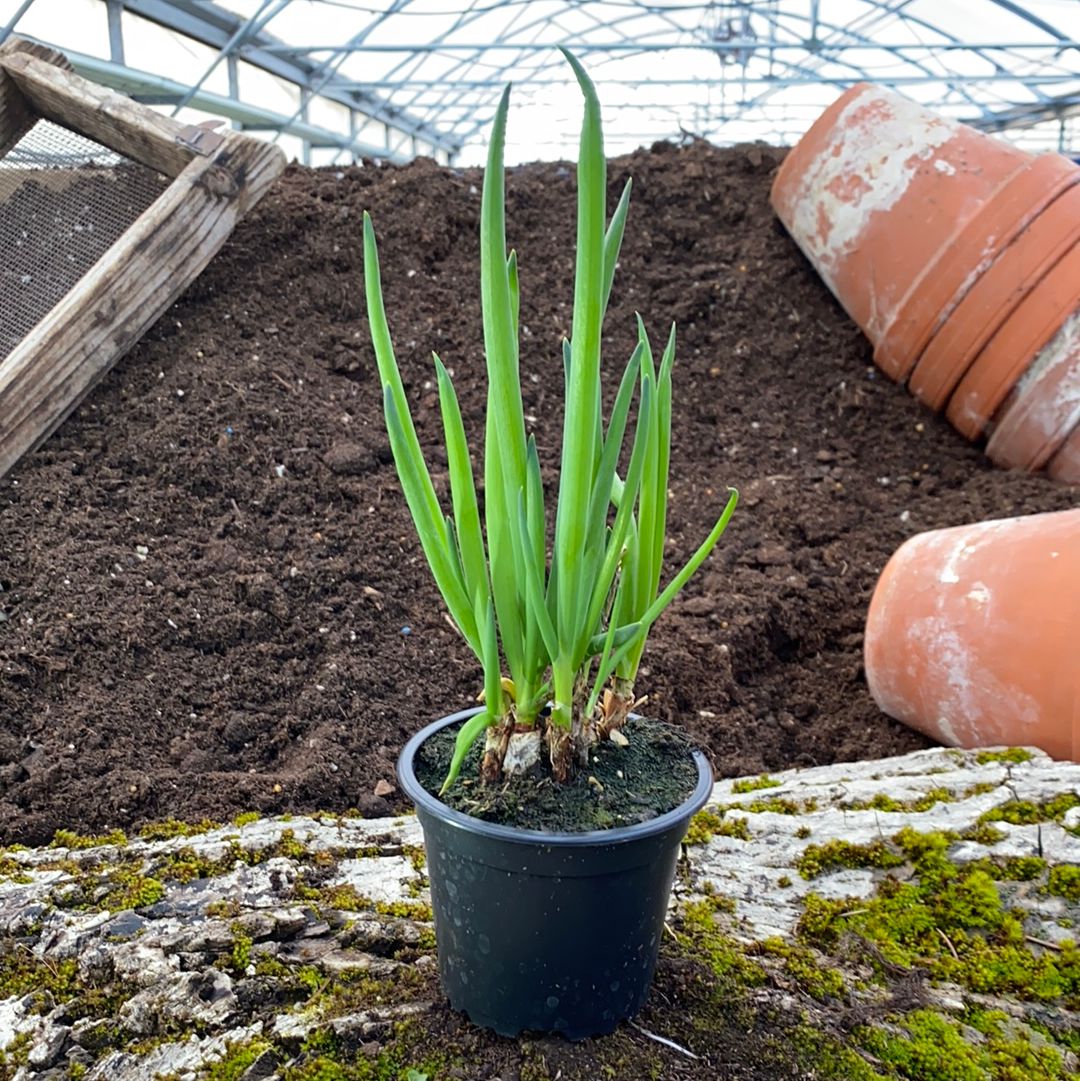 Winterheckenzwiebel - Allium fistulosum