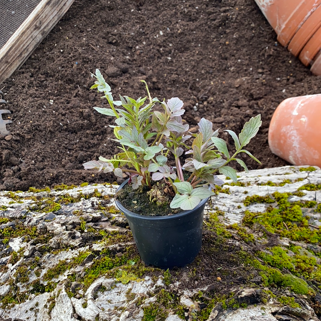 Baldrian - Valeriana officinalis