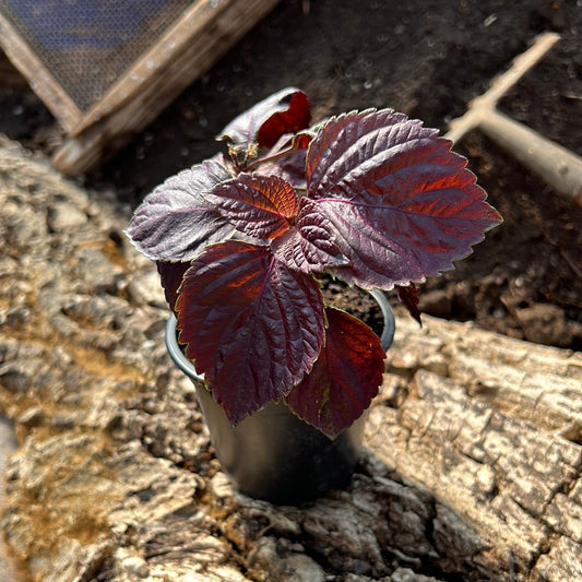 Shiso rot - Perilla frutescens