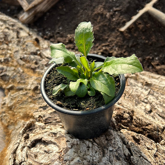 Goldrute - Solidago virgaurea