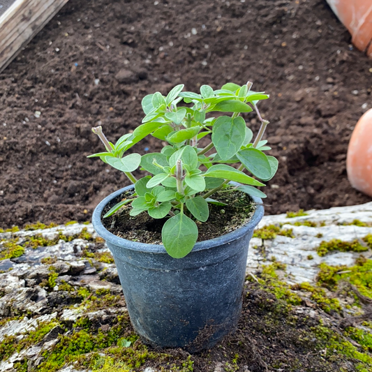 Pizza Oregano - Origanum vulgare Pizza