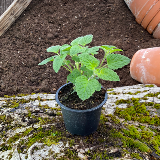 Kretamelisse - Melissa officinalis ssp. Altissima