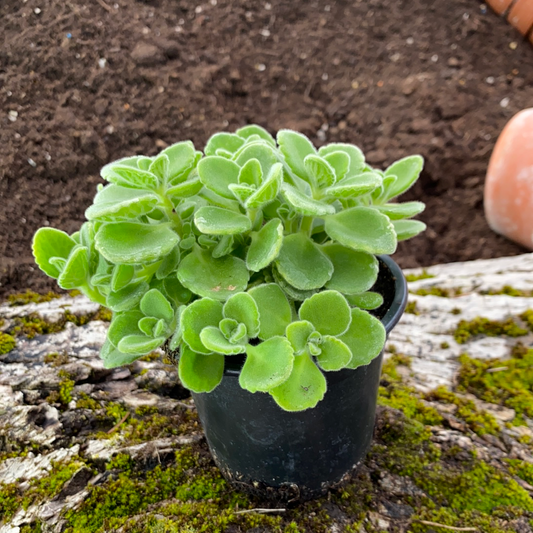 Cubanischer Oregano - Coleus aromaticus