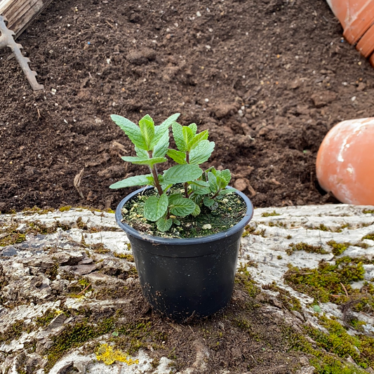 Spanische Minze - Mentha ssp. (spagnola)