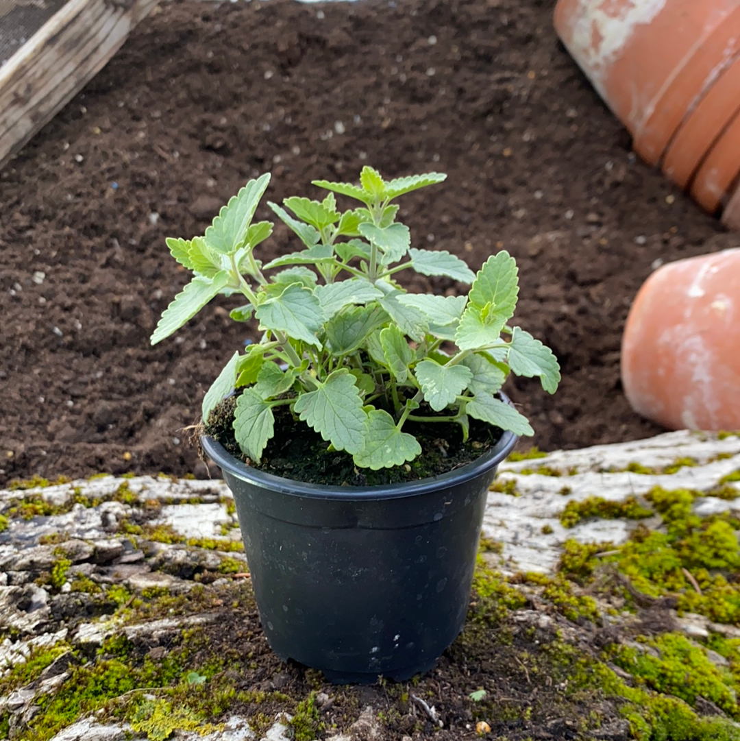 Aprikosen Agastache 'Navajo Sunset' - Agastache aurantiaca