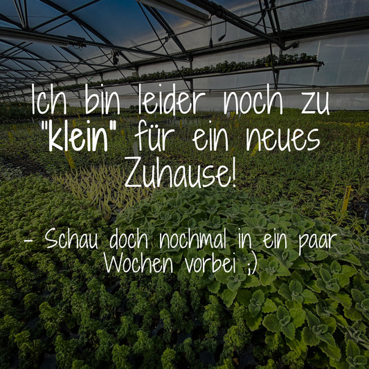 Duftblüten-Knoblauch - Allium ramosum
