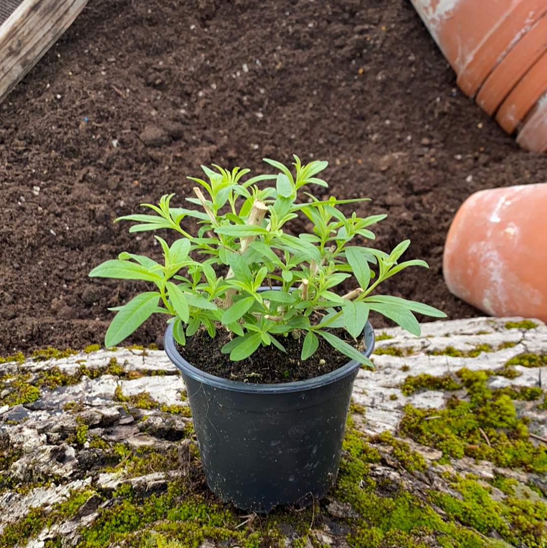 Zitronenverbene - Aloysia citriodora