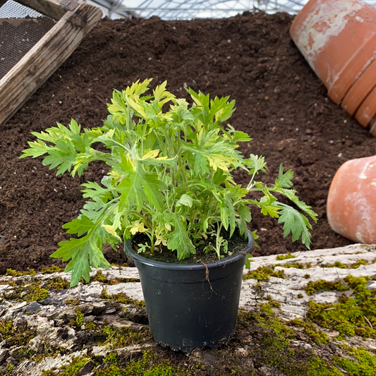 Gelb gefleckter Beifuß 'Janlim' - Artemisia vulgaris 'Janlim'