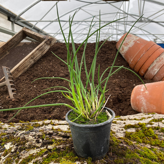 Altai Schnittlauch  - Allium ledebourianum