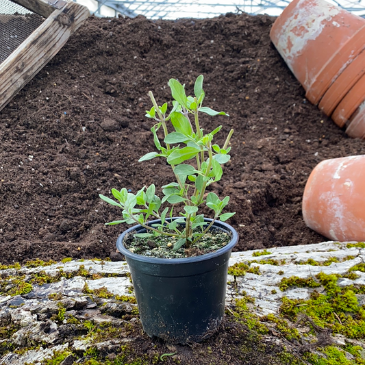 Italienischer Majoran - Origanum species