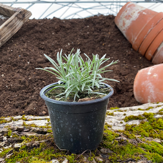 Currykraut - Helichrysum italicum