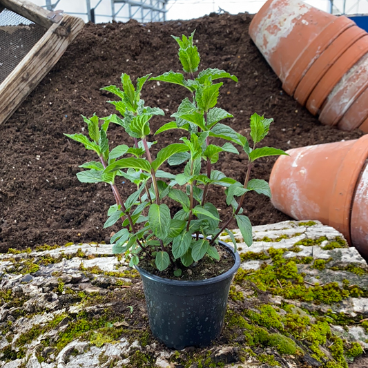 Nane Minze - Mentha spicata var. crispa