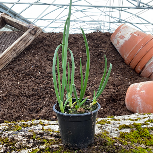 Luftzwiebel - Allium cepa v. proliferum