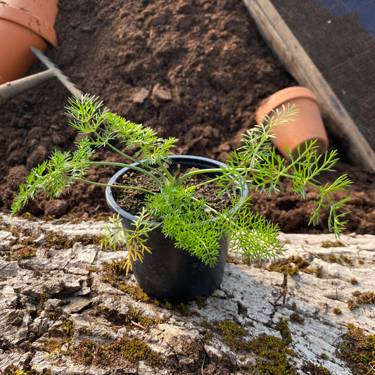 Wilder Fenchel - Foeniculum vulgare var. vulgare
