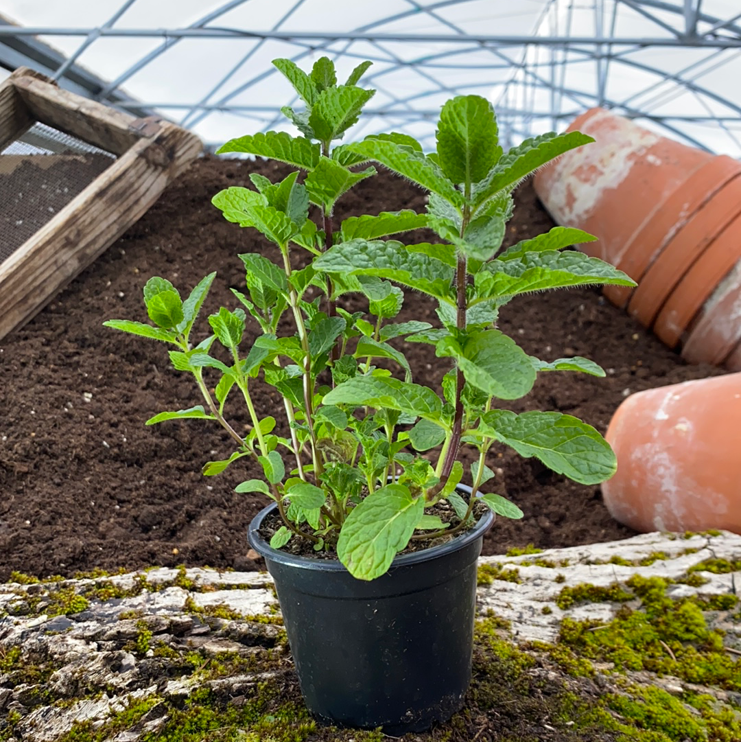 Marokkominze - Mentha spicata 'Maroccan'