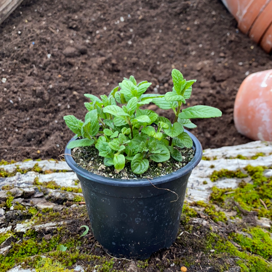 Griechische Minze - Mentha species 'Dionysos'