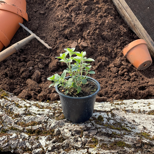 Arabisches Bergkraut - Micromeria fruticosa