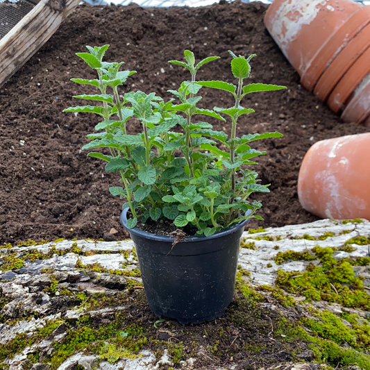 Erdbeerminze - Mentha species (fragaria)