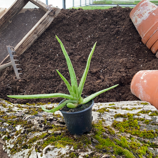 Aloe vera - Aloe barbadensis