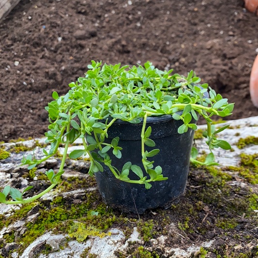 Brahmi - Bacopa monnieri