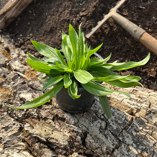 Spitzwegerich - Plantago lanceolata