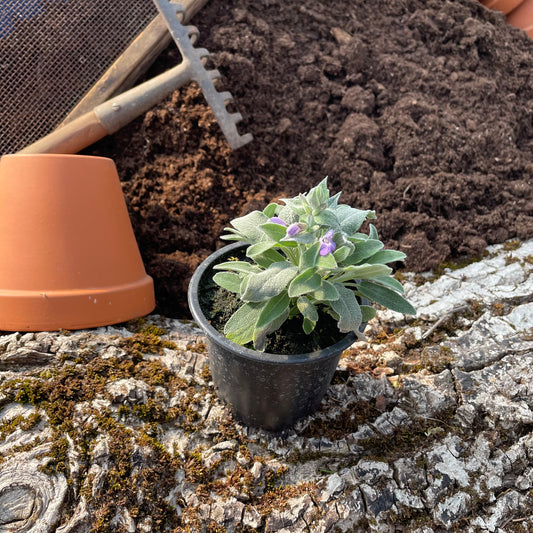 Marzipansalbei - Salvia rutilans