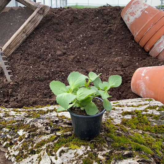 Verpiss-Dich-Pflanze Grün - Coleus canin