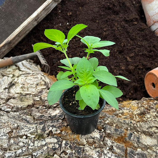 Basilikum Zitronen - Ocimum species