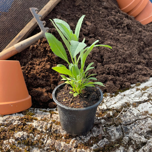 Indianischer Räuchersalbei - Salvia apiana