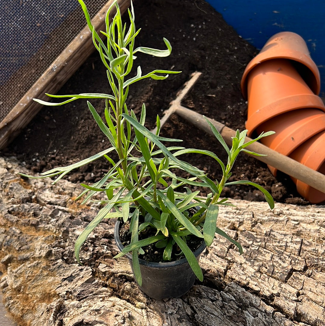 Estragon russisch - Artemisia dracunculus 'Pulicaria'