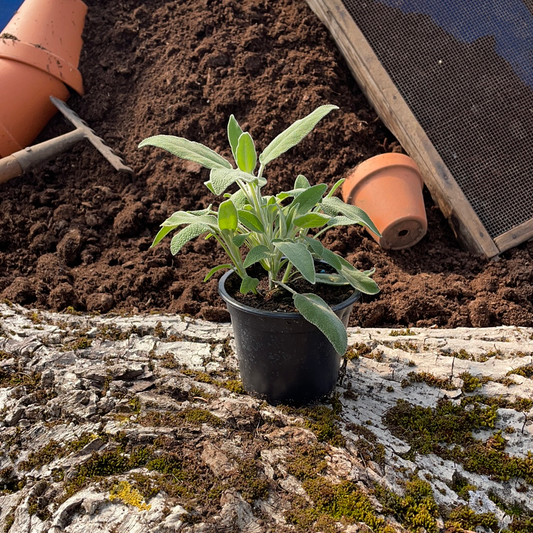 Salbei - Salvia officinalis