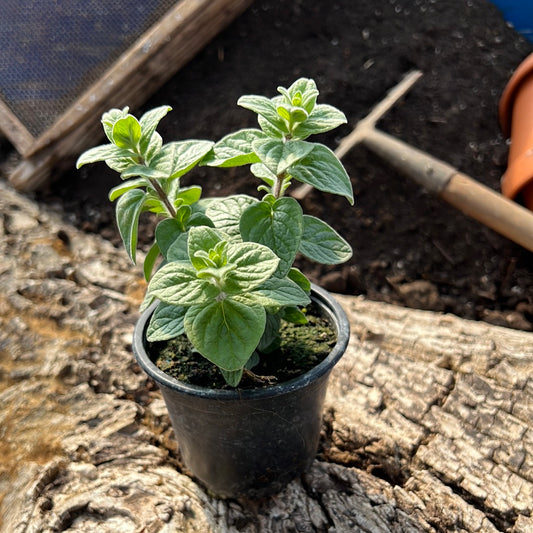 Oregano syrisch - Origanum syriacum