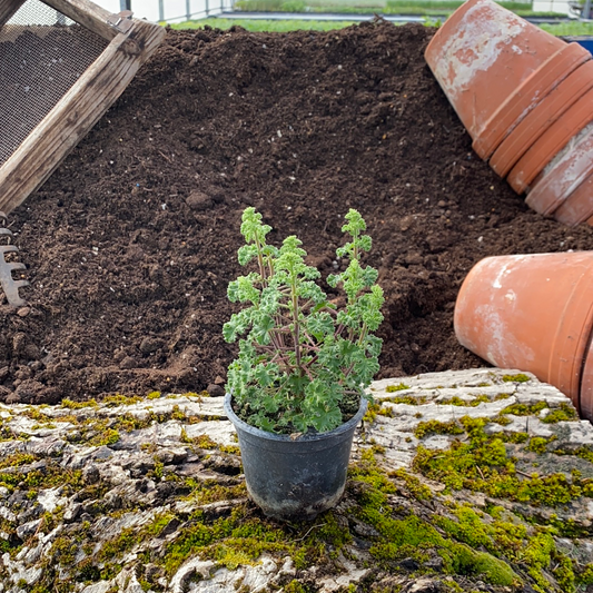 Duftgeranie Krause Zitrone grün - Pelargonium sp.