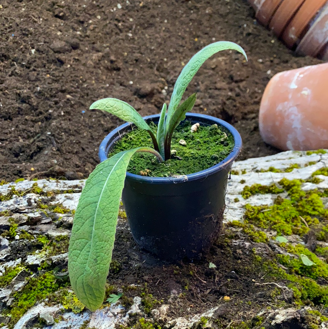 Alant - Inula helenium