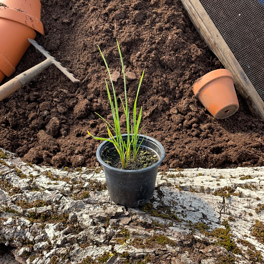 Rocambole - Allium sativum var. Ophioscorodon