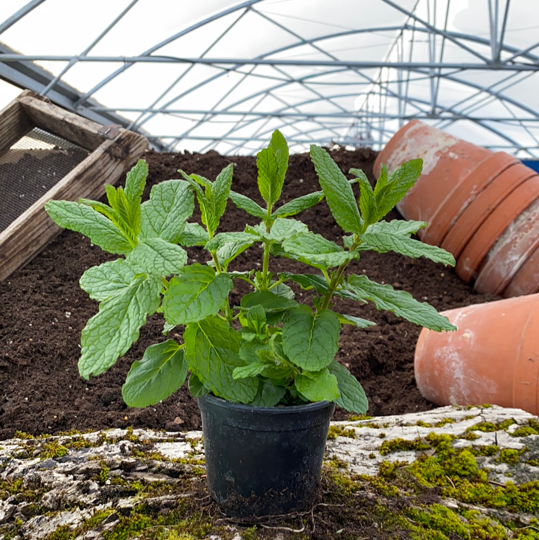 Arabische Minze - Mentha sp.