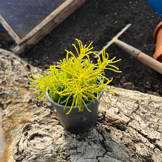 Zitronengelbes Olivenkraut - Santolina rosmarinifolia