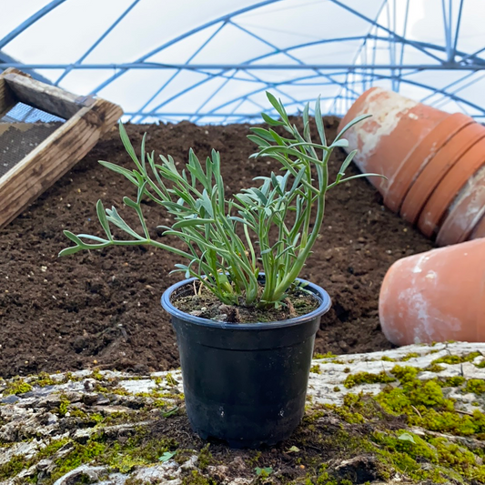 Meerfenchel - Crithum maritimum