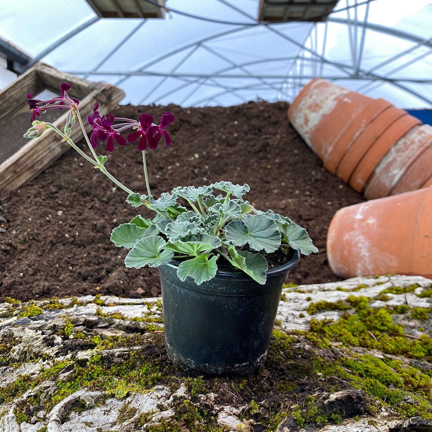 Kaplandpelargonie / Heilpelargonie - Pelargonium sidoides