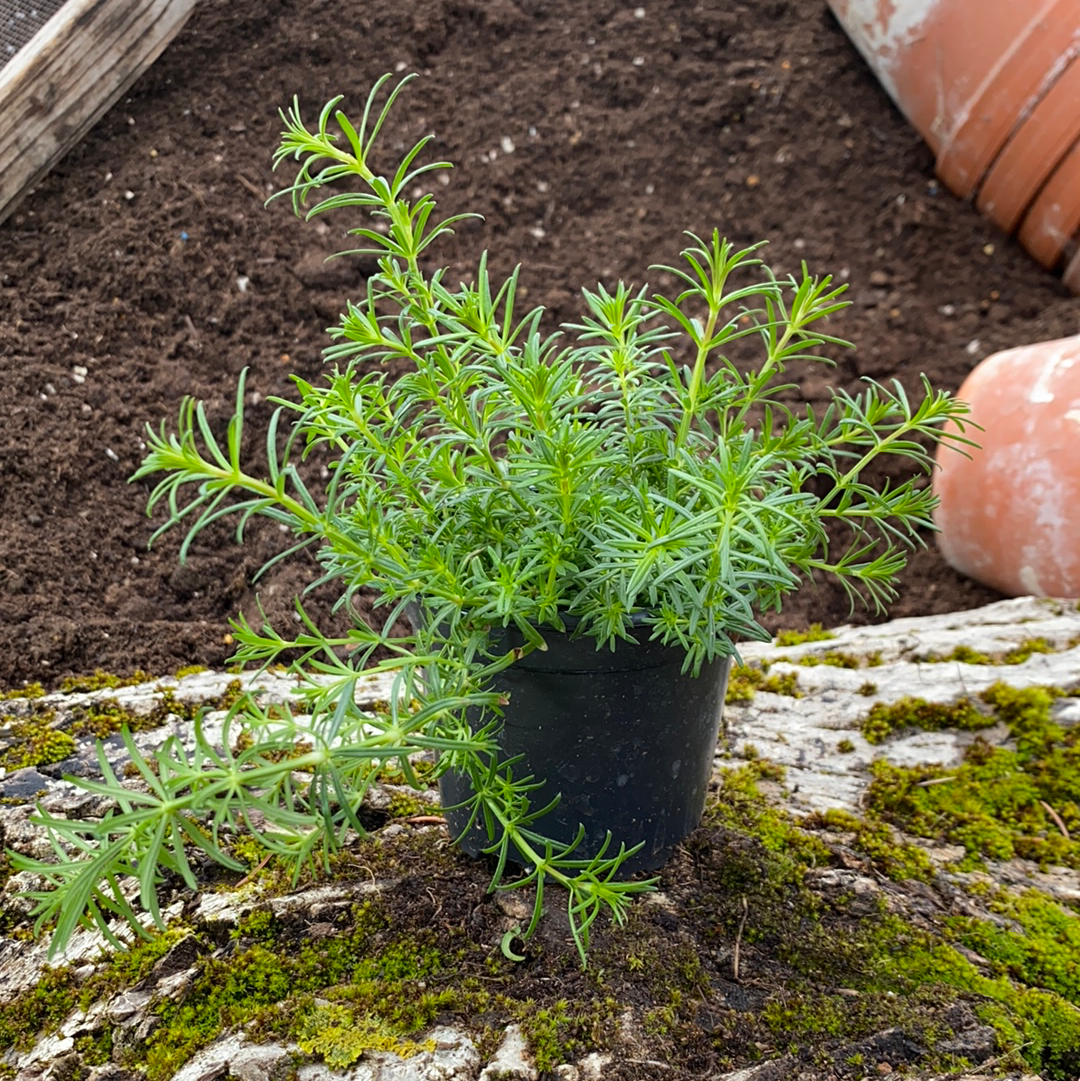 Echtes Labkraut - Galium verum